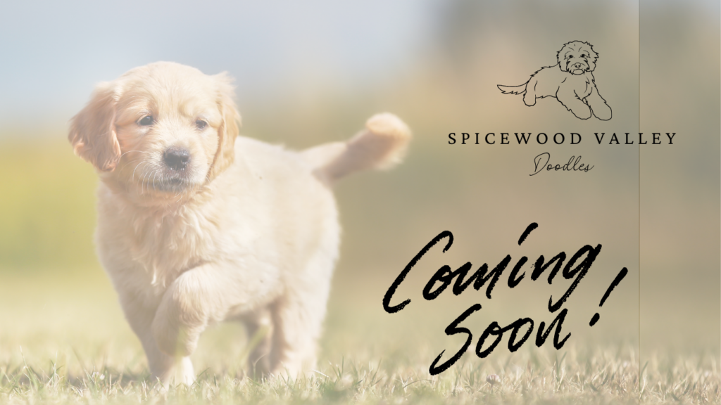 Spicewood Valley Doodles, Austin, Texas